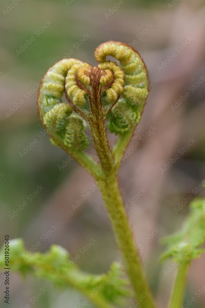 Macro image of an emerging fern on Bodmin Moor Cornwall Macro image of an emerging fern on Bodmin Moor Cornwall