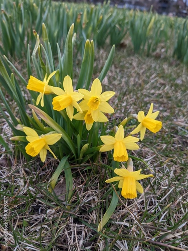 white and yellow daffodils in the open fields