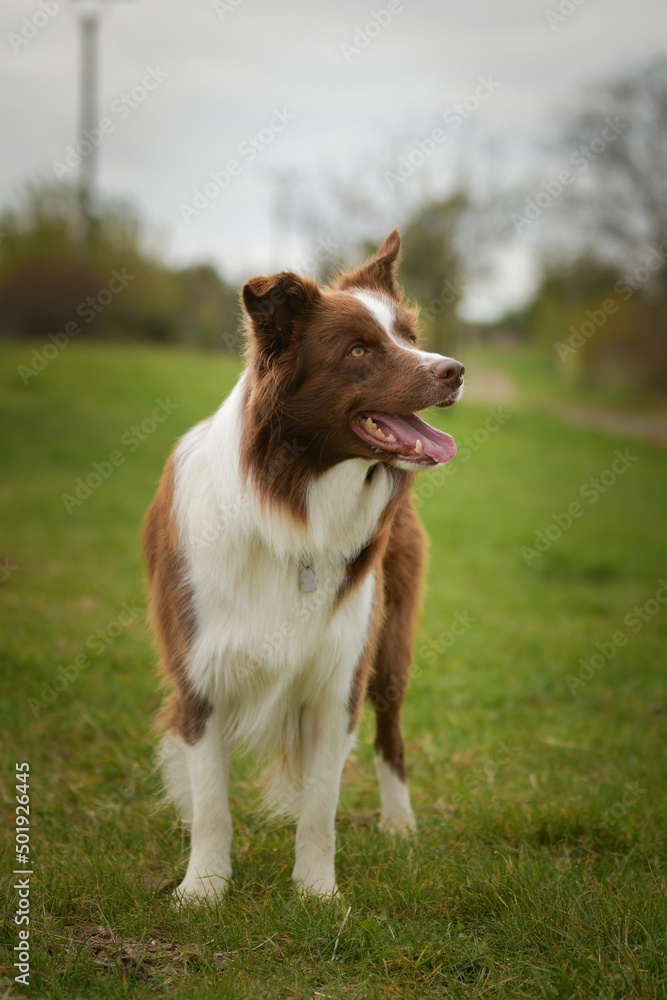 Autumn face of border collie. He is so cute in the leaves. He has so lovely face. Autumn face of border collie. He is so cute in the leaves. He has so lovely face.