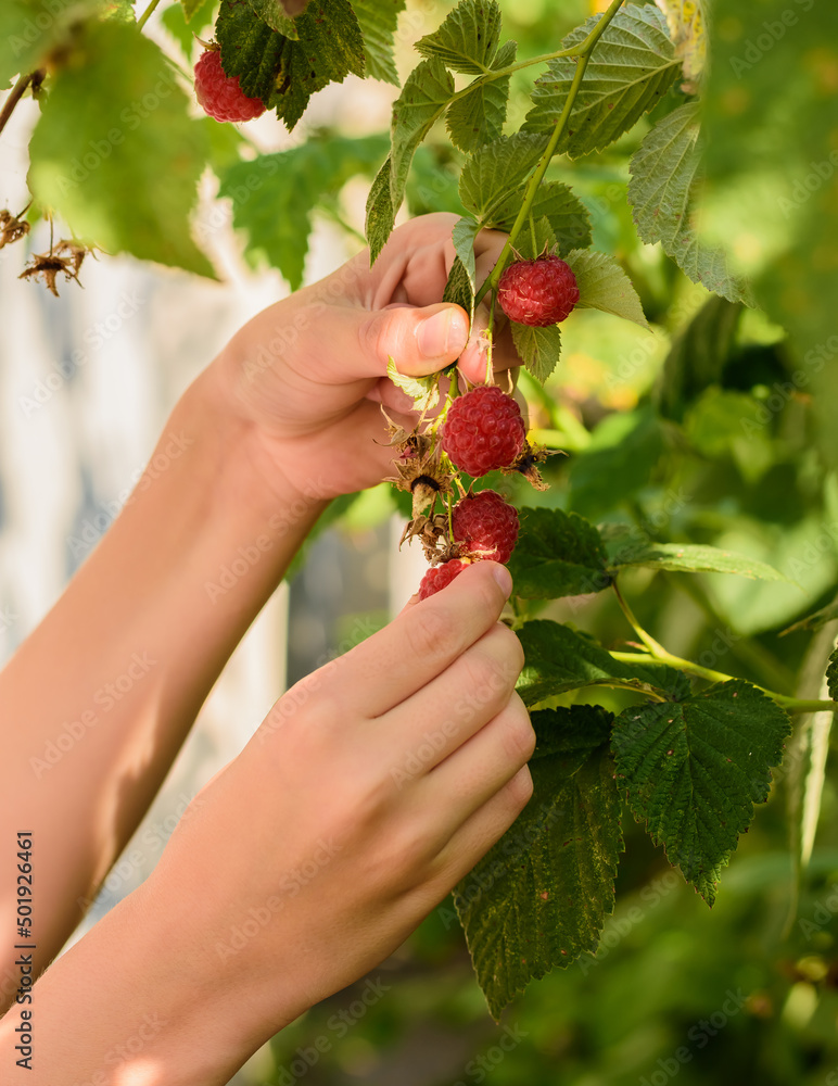 The child's hands collect red ripe raspberries from his garden. Eco-friendly berry harvest The child's hands collect red ripe raspberries from his garden. Eco-friendly berry harvest