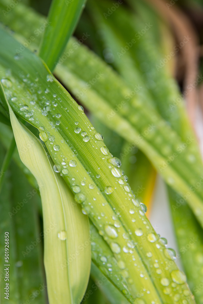 Hojas y gotas de agua en un jardín Hojas y gotas de agua en un jardín