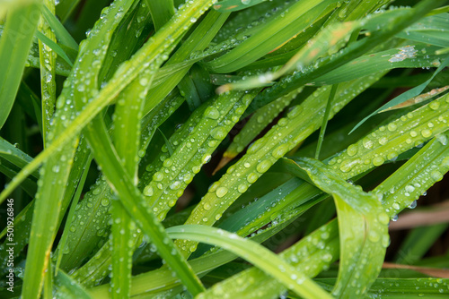 Hojas verdes de plantas y gotas de agua