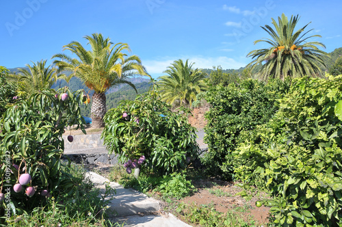 Finca con plantación de magas en la isla de La Palma, Canarias © s-aznar