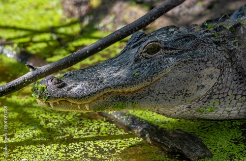 alligator in the swamp © Adrian de la Paz