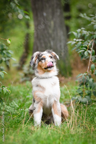 Puppy of australian shepherd is sitting in the nature. Summer nature in park.