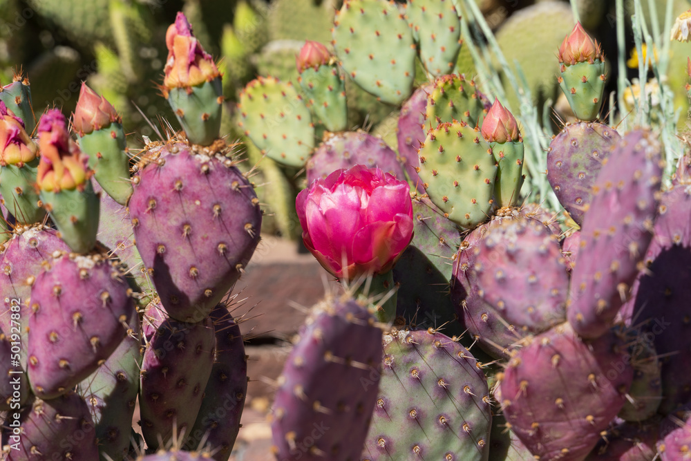 Prickly pear cactus blooming flowers in the spring southwest sonoran deserts of Phoenix, Arizona. Prickly pear cactus blooming flowers in the spring southwest sonoran deserts of Phoenix, Arizona.
