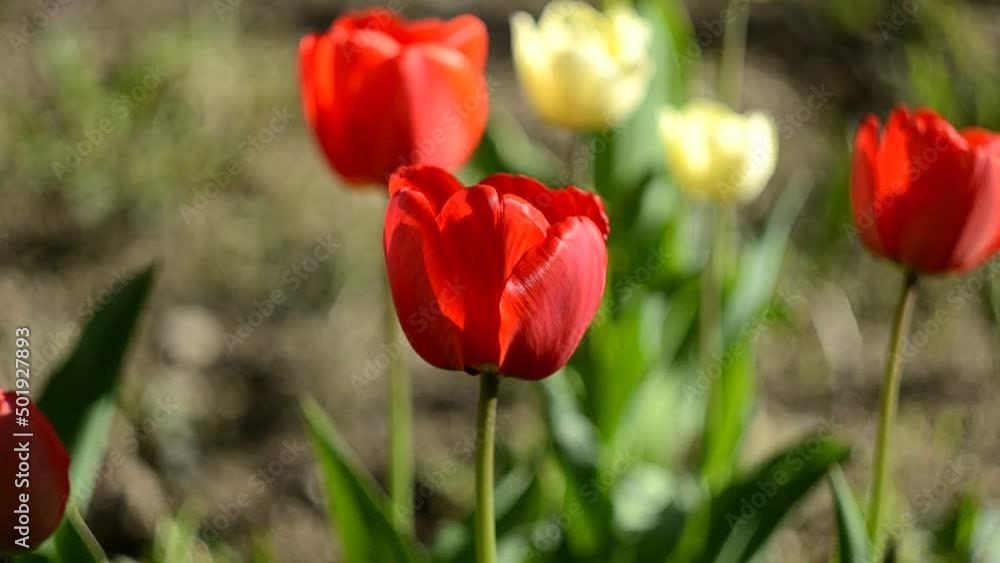 Tulips in the wind in Sunny summer weather. Flowers in the wild. Flora Tulips in the wind in Sunny summer weather. Flowers in the wild. Flora