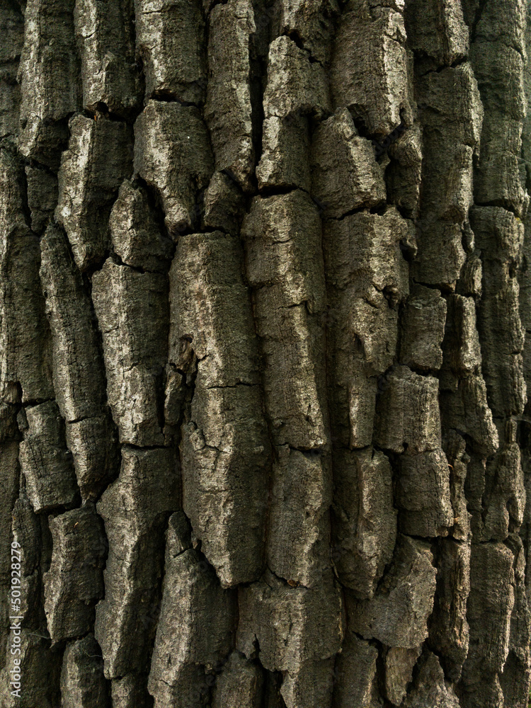 bark of a tree