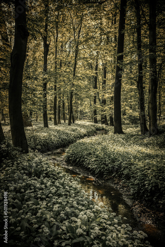 Magiczny potok w czosnkowym lesie