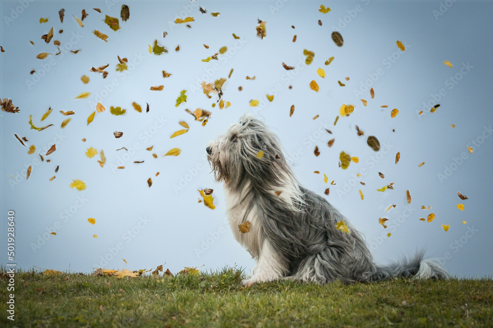 Obraz premium Bearded collie is sitting in nature. Autumn photoshooting in nature with leaves.