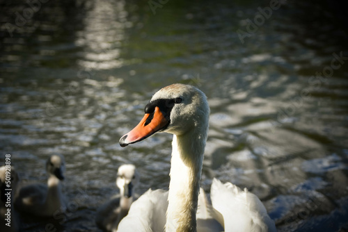 White swan flock in summer water. Swans in water. White swans. Beautiful white swans floating on the water. swans in search of food. selective focus. © doda