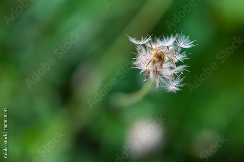 close up of a dandelion