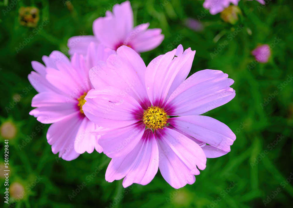 selective focus pink cosmea flower