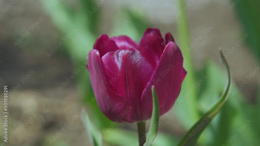 Red tulips in the garden. Beautiful spring flower tulips in garden. Red tulips in the garden. Beautiful spring flower tulips in garden.