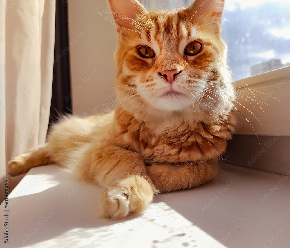 portrait of main coon orange cat lying and resting near the window. Closeup