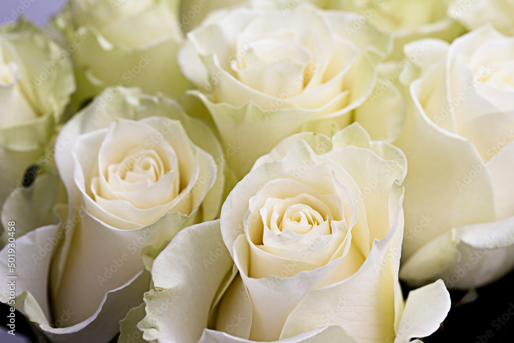 Obraz premium Bouquet o pretty roses.