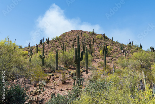 Saguaro cactus in the springtime in the southwest sonoran deserts of Phoenix, Arizona. © blstock