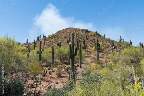 Saguaro cactus in the springtime in the southwest sonoran deserts of Phoenix, Arizona.