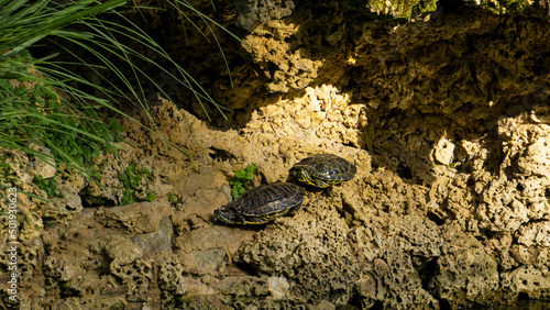 turtles lie in the sun and bask. High quality photo