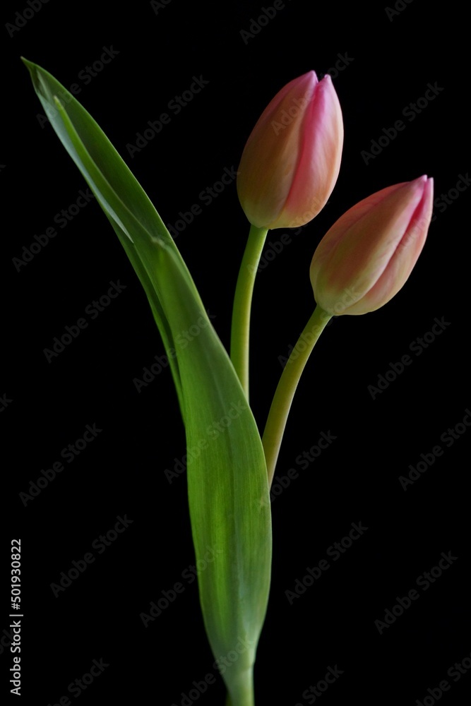 Beautiful background with a pink tulips (Tulipa) Beautiful background with a pink tulips (Tulipa)