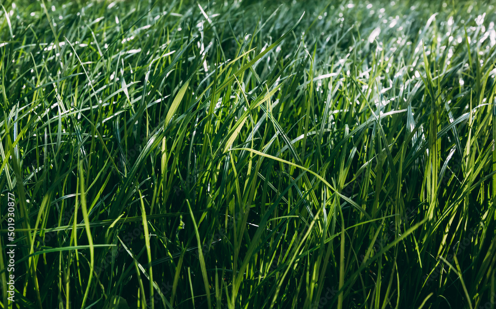 Obraz premium Green lush lawn background. Close-up side view. Field of dense grass in perspective. Garden care. Video footage hd. Healthy plant cover. Natural wallpaper. Freshness. Summer season. Windy weather