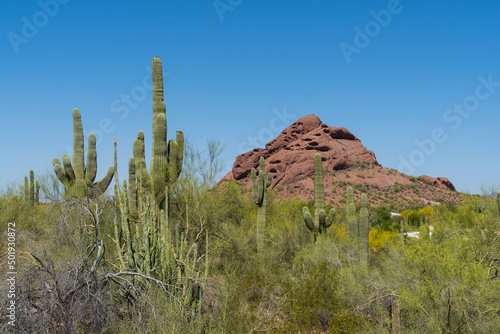 Saguaro cactus in the springtime in the southwest sonoran deserts of Phoenix, Arizona.