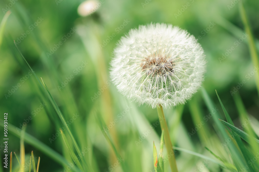 Fototapeta premium Macro proxy fleur de pissenlit blanche bien garnie et ronde naturelle