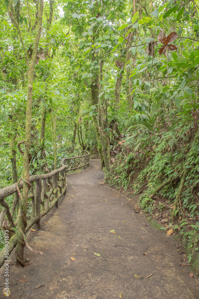 Green vegetation in the rainy season in Costa Rica. Green vegetation in the rainy season in Costa Rica.