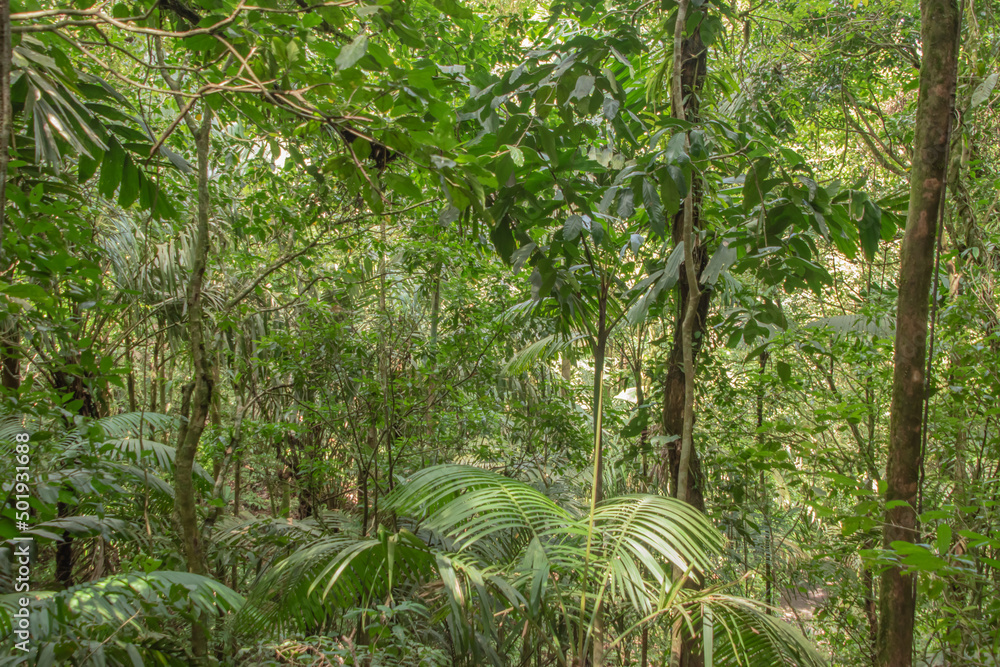 Green vegetation in the rainy season in Costa Rica. Green vegetation in the rainy season in Costa Rica.