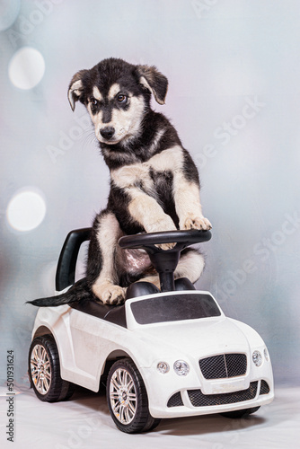 A half-breed shepherd puppy in a toy children's car.