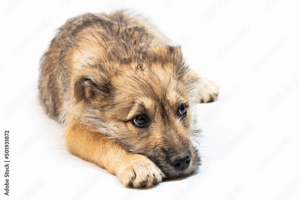 Portrait of a funny red puppy in the studio on a light background. Portrait of a funny red puppy in the studio on a light background.