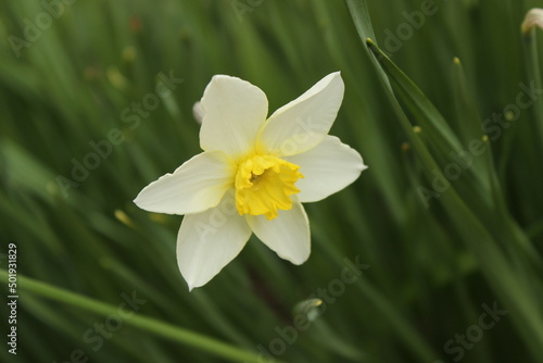 daffodils in the grass
