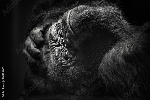 Close-up of a silverback (adult) gorilla