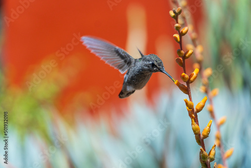 Hummingbird drinking nectar from blooming flowers in the springtime in the southwest sonoran deserts of Phoenix, Arizona.