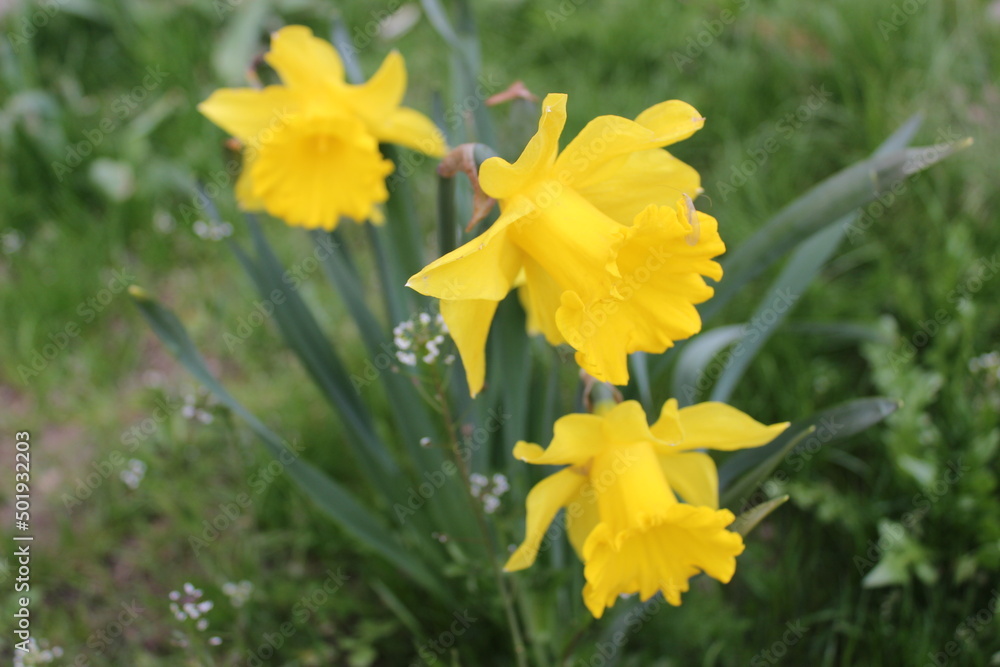Fototapeta premium yellow daffodils in the garden close up