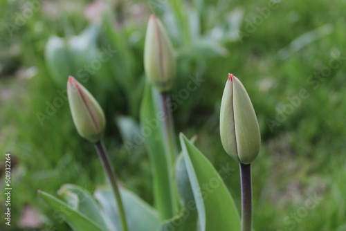 Tulip buds on a flower bed. Unopened tulips, tulips in the garden.