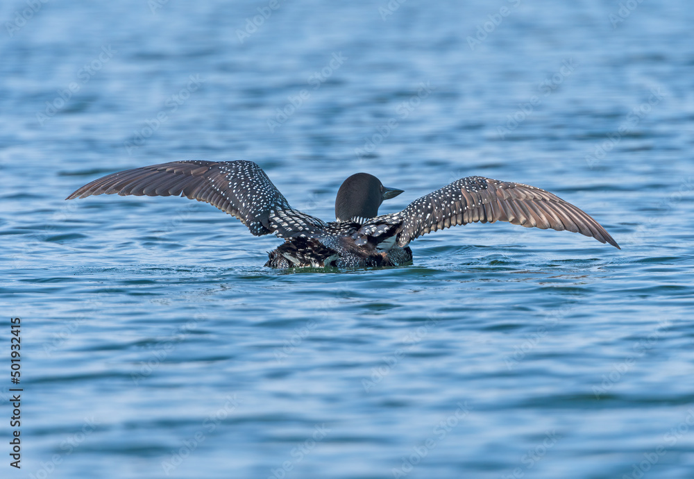 Fototapeta premium Common Loon Spreading Its Wings