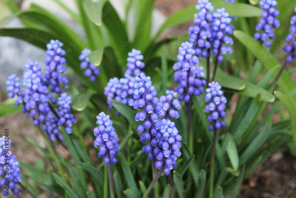 blue hyacinth flowers, blue flowers in the garden blue hyacinth flowers, blue flowers in the garden