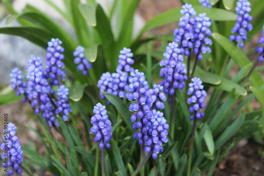 spring flower - grape hyacinth, blue hyacinth flowers spring flower - grape hyacinth, blue hyacinth flowers