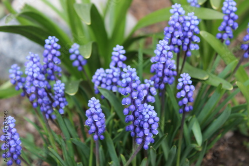 spring flower - grape hyacinth, blue hyacinth flowers