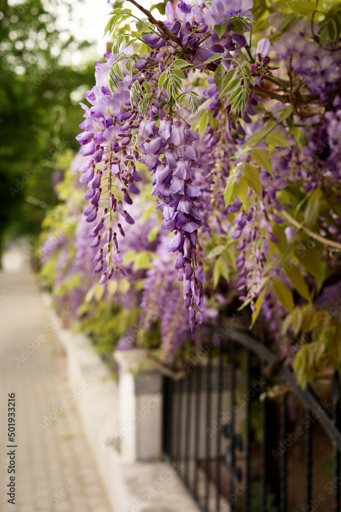 Obraz premium wisteria purple spring flowers in the garden
