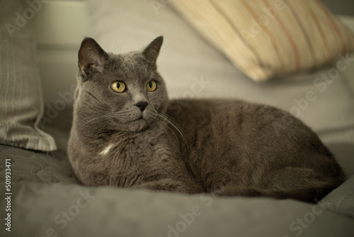 British gray cat close up