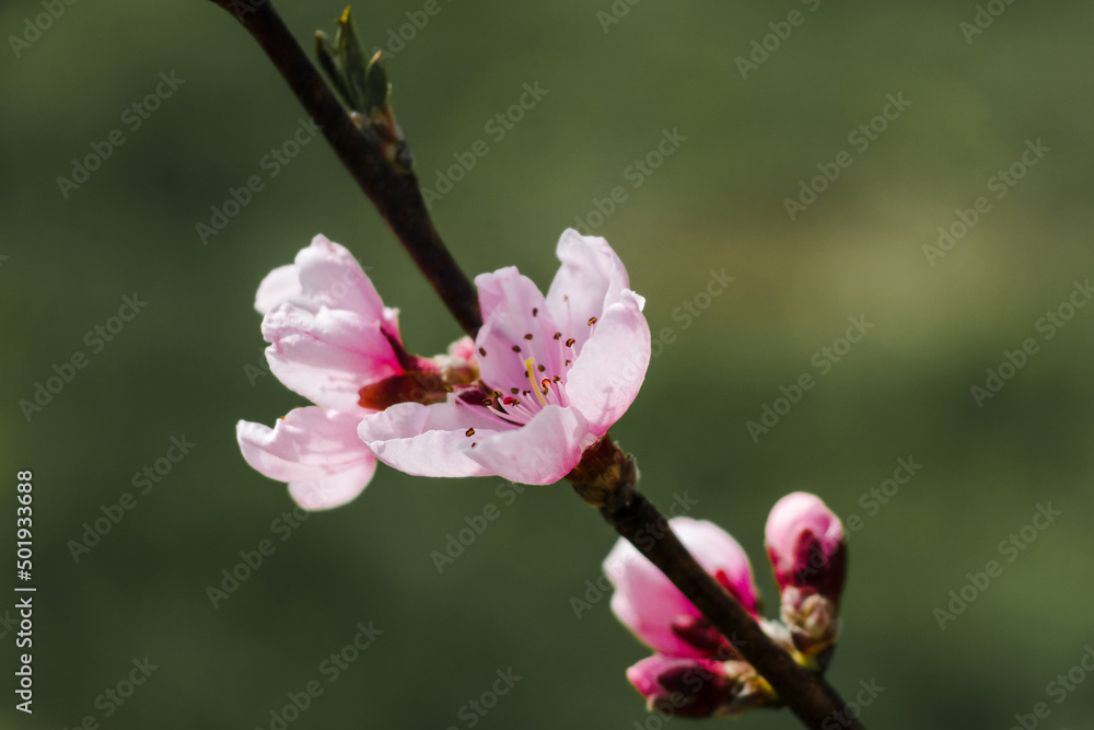 Obraz premium Peach branches with flowers on a green background