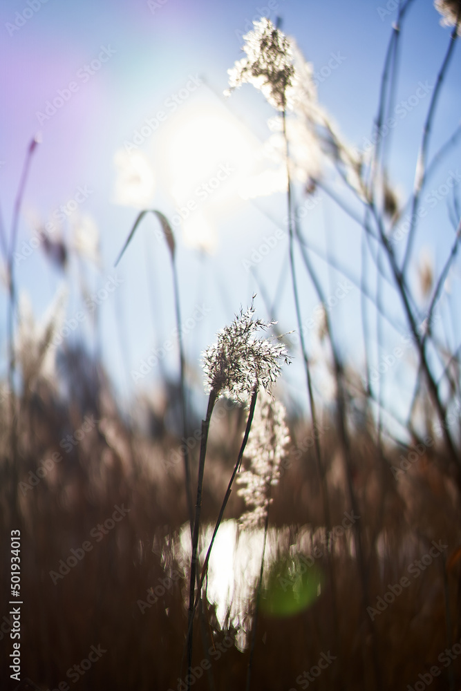 Fototapeta premium Reeds in the bright Sunlight