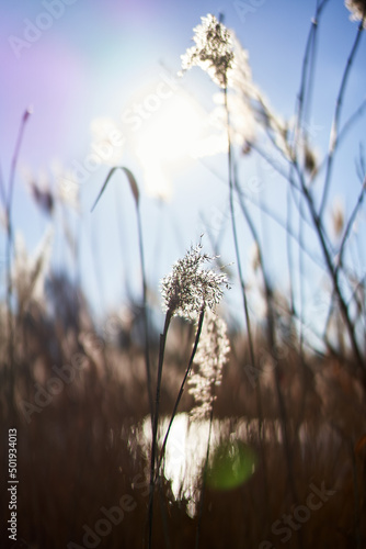 Reeds in the bright Sunlight