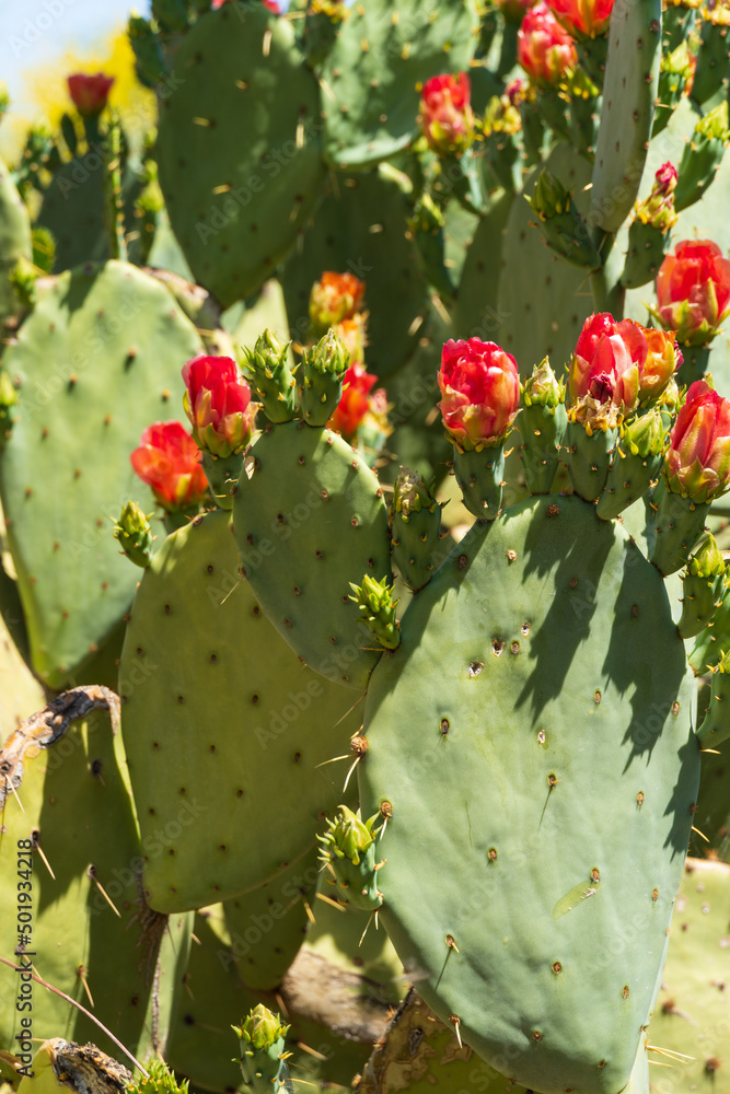 Prickly pear cactus blooming flowers in the spring southwest sonoran deserts of Phoenix, Arizona. Prickly pear cactus blooming flowers in the spring southwest sonoran deserts of Phoenix, Arizona.