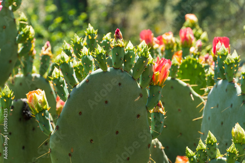 Prickly pear cactus blooming flowers in the spring southwest sonoran deserts of Phoenix, Arizona. photo