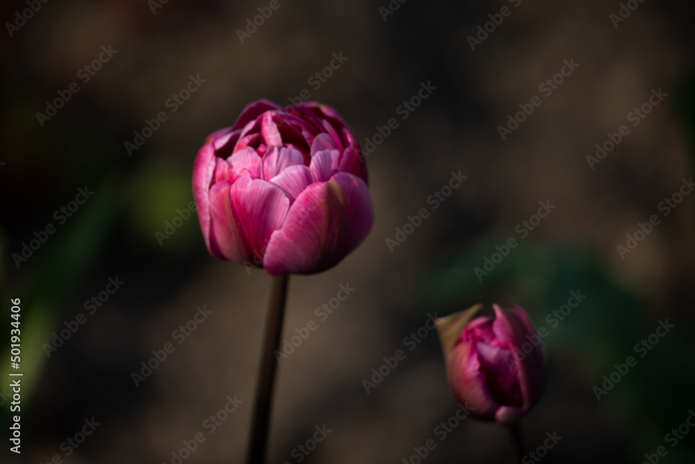 custom made wallpaper toronto digitalBlooming pink tulips on a blurred background
