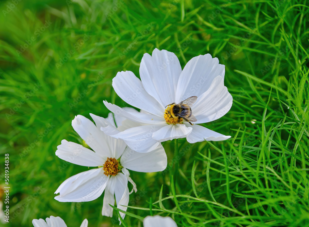 selective focus bumblebee collects nectar on a white cosmea flower in the city in summer selective focus bumblebee collects nectar on a white cosmea flower in the city in summer