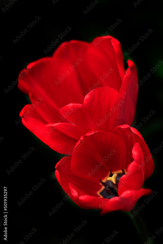 Red tulips on nature background Red tulips on nature background
